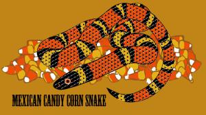 Mexican Candy Corn Snake