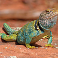 Eastern Collared Lizard
