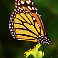 Monarch Dreams